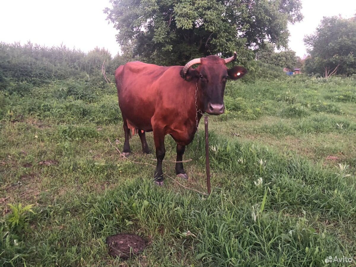 Продам коров купить на Зозу.ру - фотография № 5