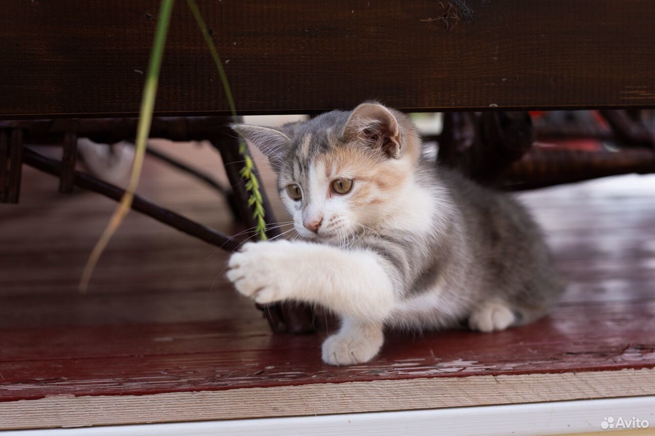 Котенок в добрые руки (кошка) купить на Зозу.ру - фотография № 8