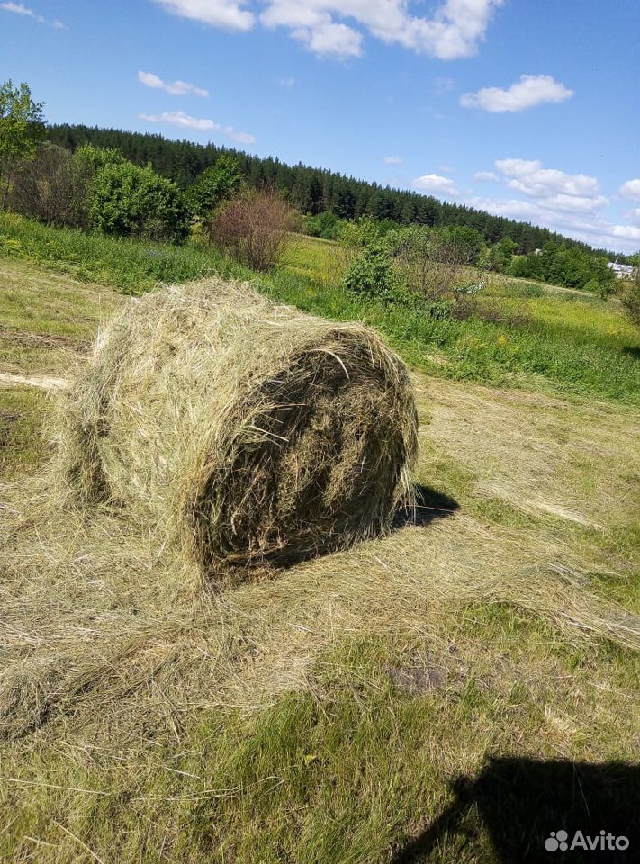 Продам сено урожай 2020 года купить на Зозу.ру - фотография № 1