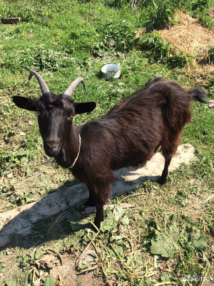 Продаются две дойные козы,молодая козочка и нубийс купить на Зозу.ру - фотография № 1