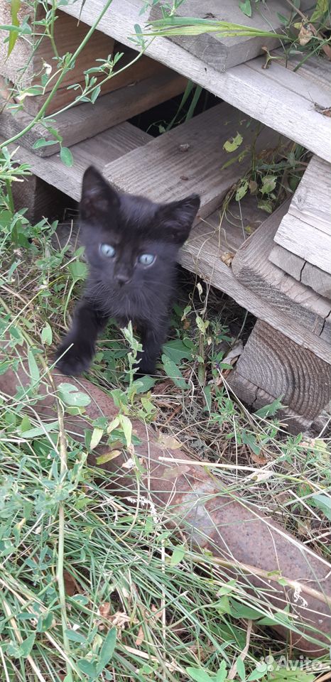 Черный котик купить на Зозу.ру - фотография № 2