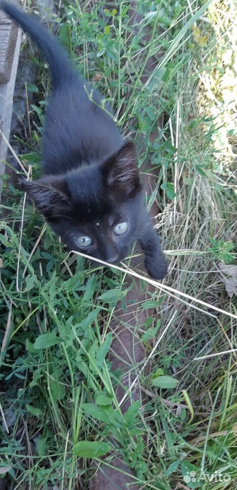 Черный котик купить на Зозу.ру - фотография № 5