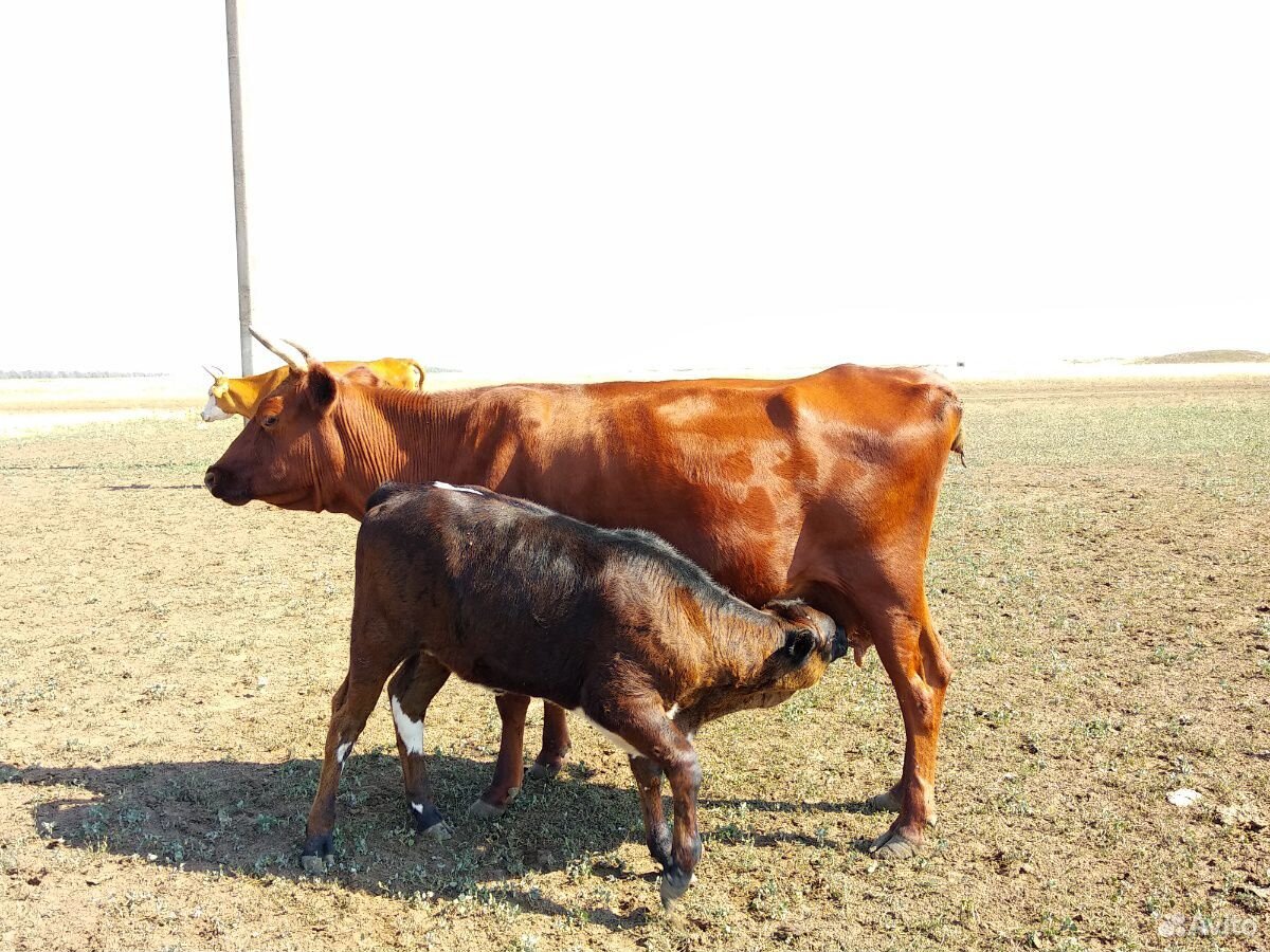 Коровы с телятами купить на Зозу.ру - фотография № 3