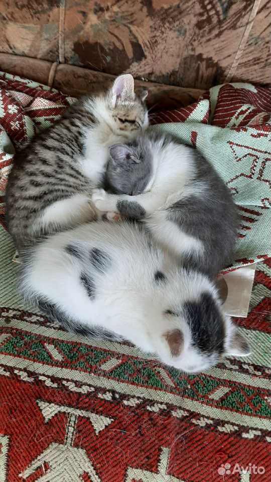Котята 1,5месяца от кошки мышеловки купить на Зозу.ру - фотография № 1