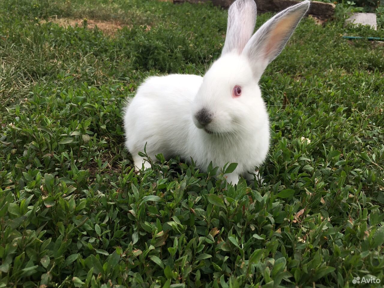 Калифорнийские белоснежные крольчата купить на Зозу.ру - фотография № 7