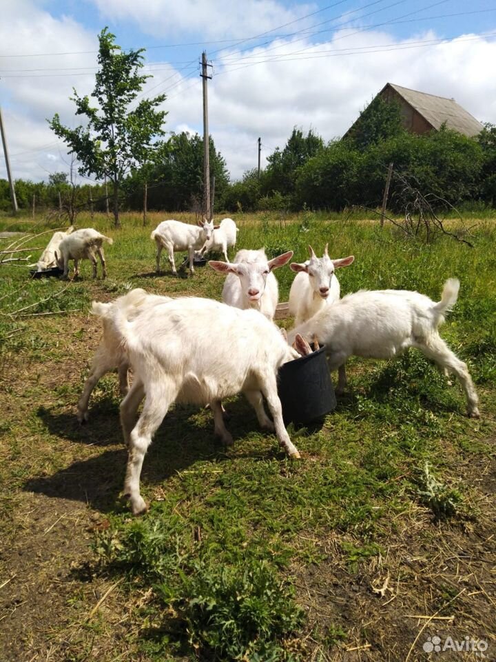 Дойные козы, Племенной козел, козлята купить на Зозу.ру - фотография № 9