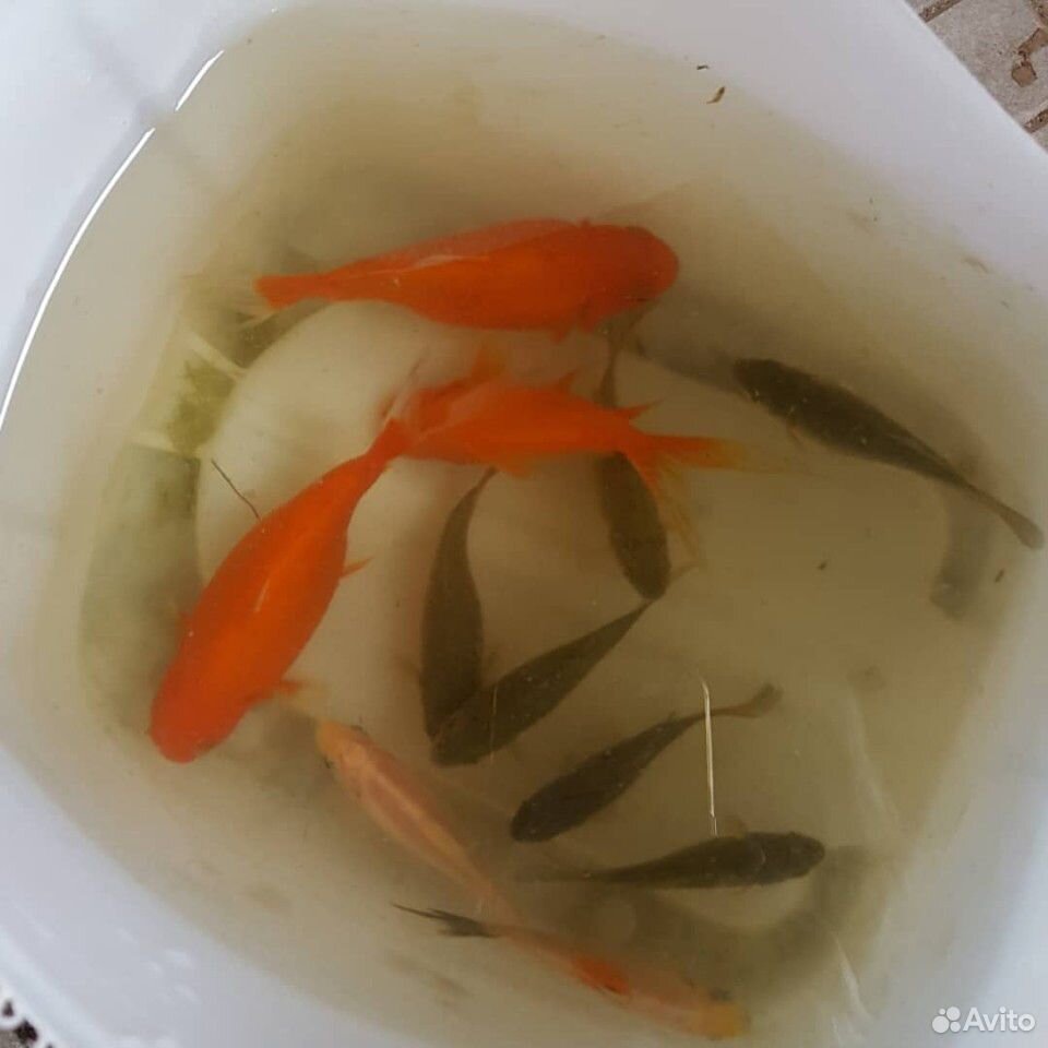 Золотые рыбки для пруда купить на Зозу.ру - фотография № 2