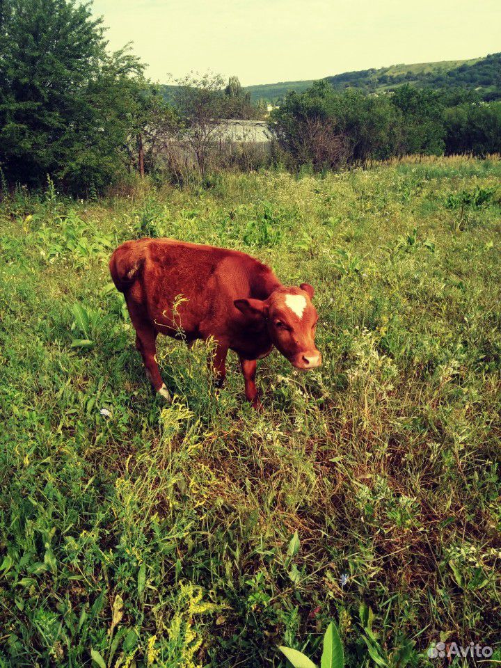 Корова и бычок купить на Зозу.ру - фотография № 6
