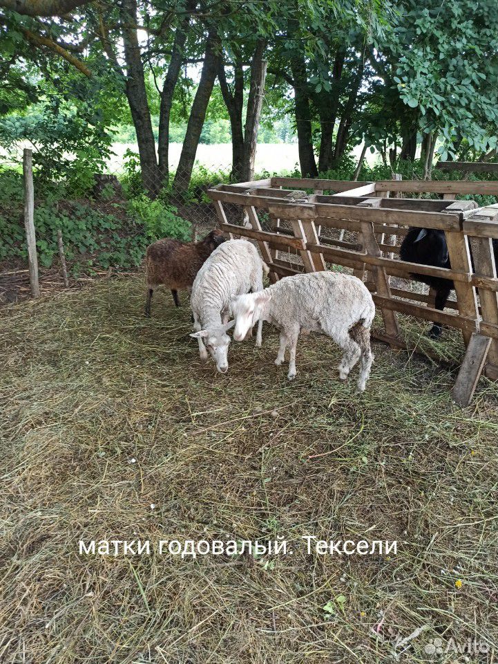 Бараны, овцы купить на Зозу.ру - фотография № 7