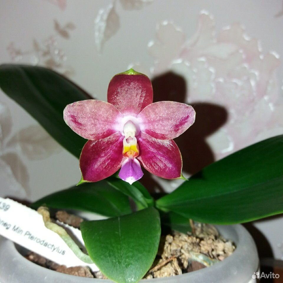 Орхидея Phal.Zhneg Min Pterodactylus купить на Зозу.ру - фотография № 1