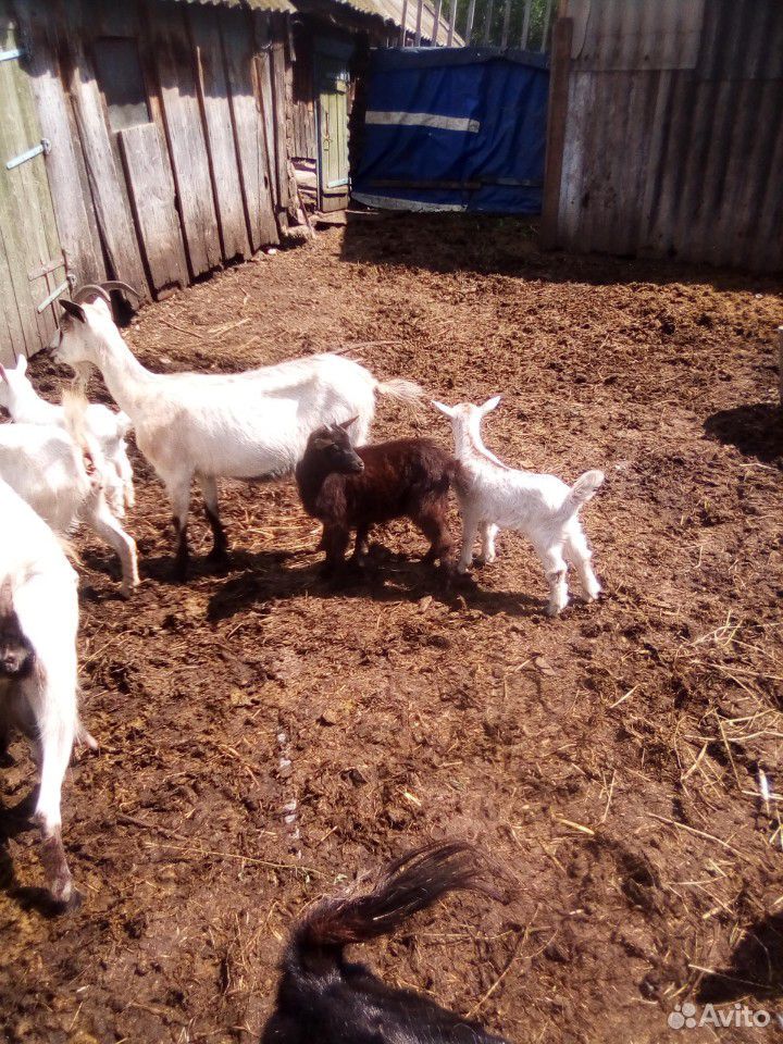 Козочки молодые,козлята,коза, козел купить на Зозу.ру - фотография № 2