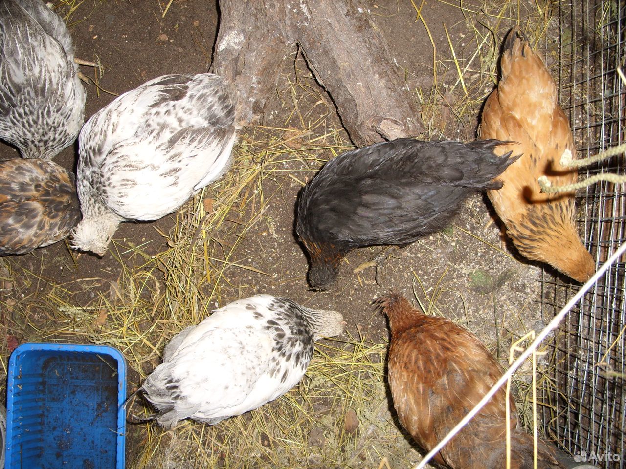 Цыплята 2 мес купить на Зозу.ру - фотография № 3