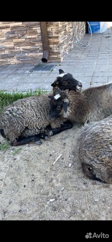 Овцы бараны ягнята купить на Зозу.ру - фотография № 2