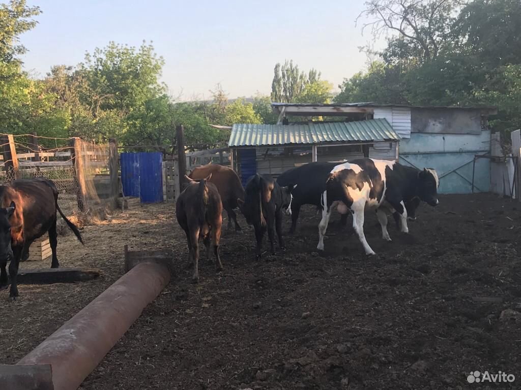Коровы,быки,телята купить на Зозу.ру - фотография № 2