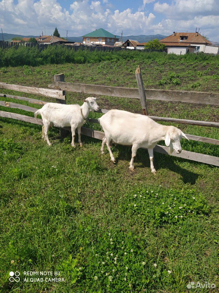 Дойные козы купить на Зозу.ру - фотография № 8