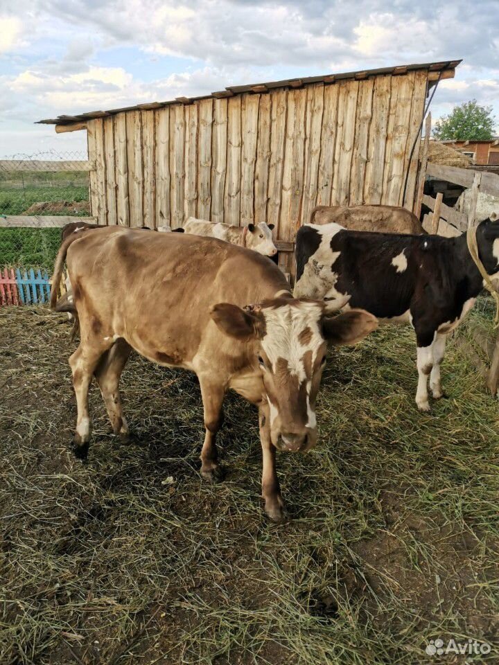 Корова и телки купить на Зозу.ру - фотография № 5
