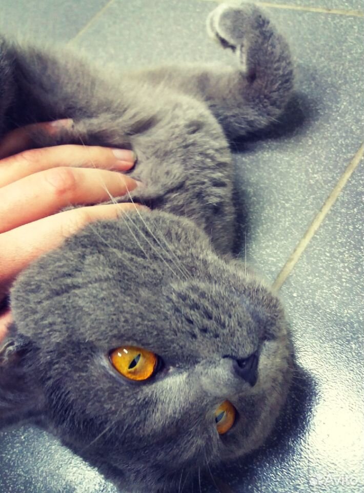 Ищет дом британский кот бесплатно В добрые руки купить на Зозу.ру - фотография № 3