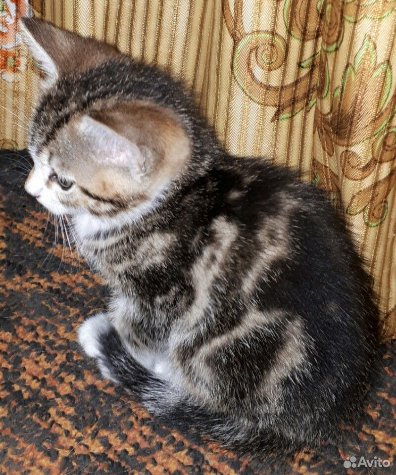 Крымские котята купить на Зозу.ру - фотография № 1