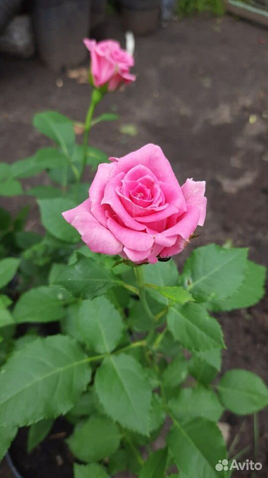 Розы "Спрей розовый" купить на Зозу.ру - фотография № 1