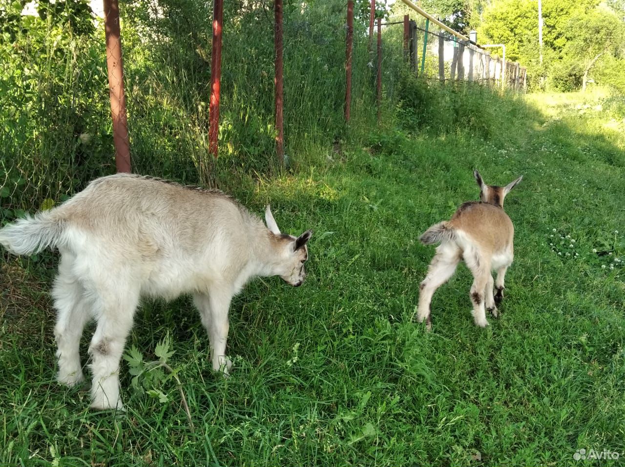 Продается коза вторым окотом с козлятами купить на Зозу.ру - фотография № 5