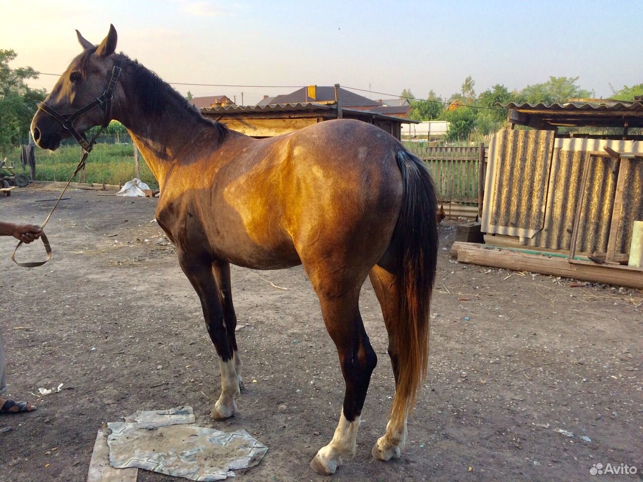 Лошадь рысачка купить на Зозу.ру - фотография № 2