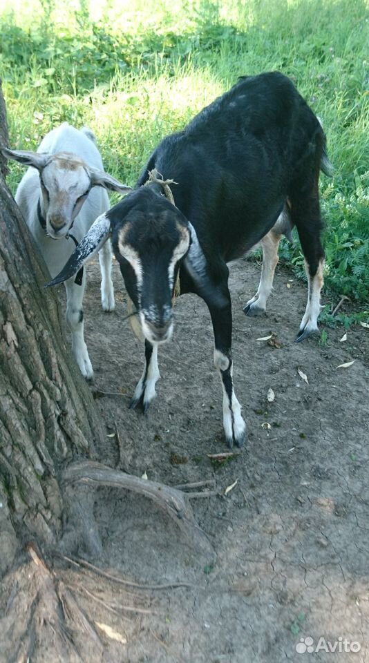 Пррдаётся коза с козлёнком, смесь Нубийской с Заан купить на Зозу.ру - фотография № 1