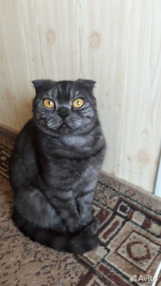 Британский котик купить на Зозу.ру - фотография № 4