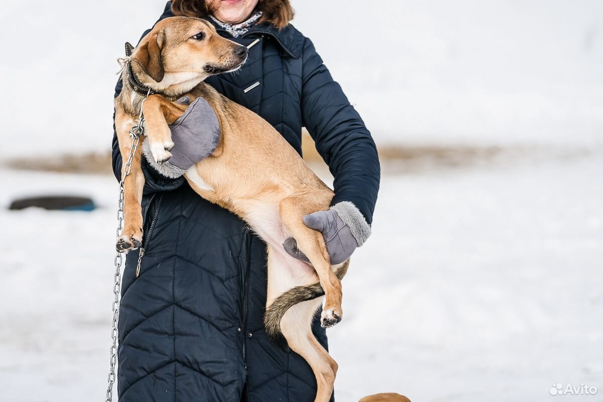 Солнечная собака- подросток рэйчел В добрые руки купить на Зозу.ру - фотография № 2