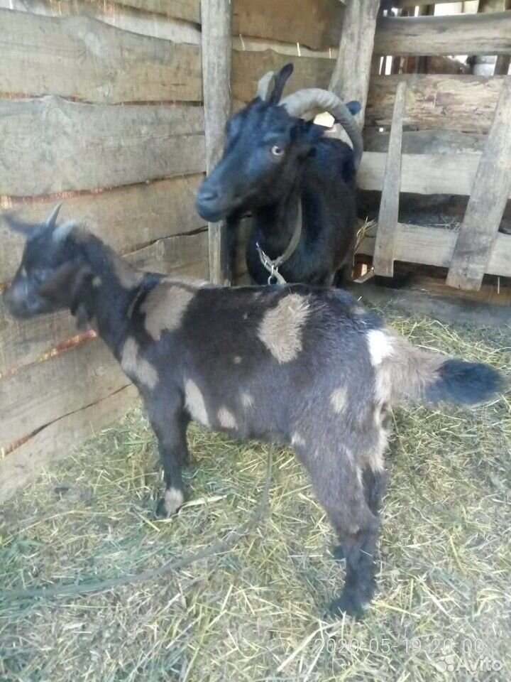 Продаются высокоудойные козы купить на Зозу.ру - фотография № 7
