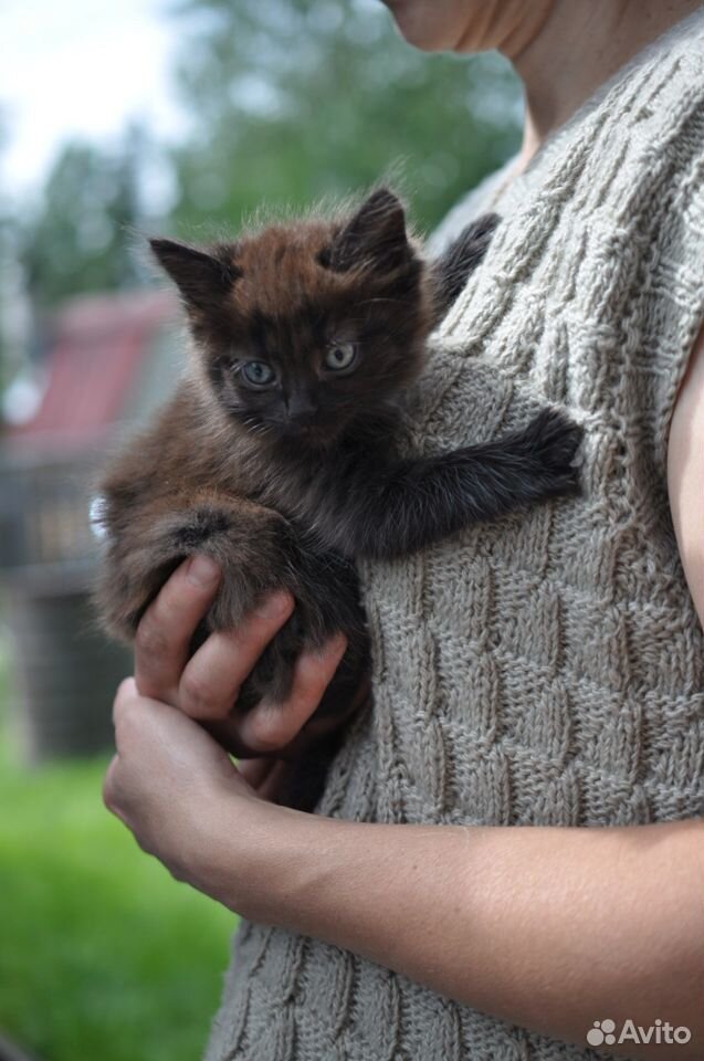 Отдадим котика в добрые руки купить на Зозу.ру - фотография № 3