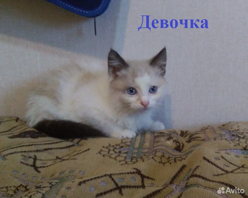 Милые котята ищут дом купить на Зозу.ру - фотография № 5