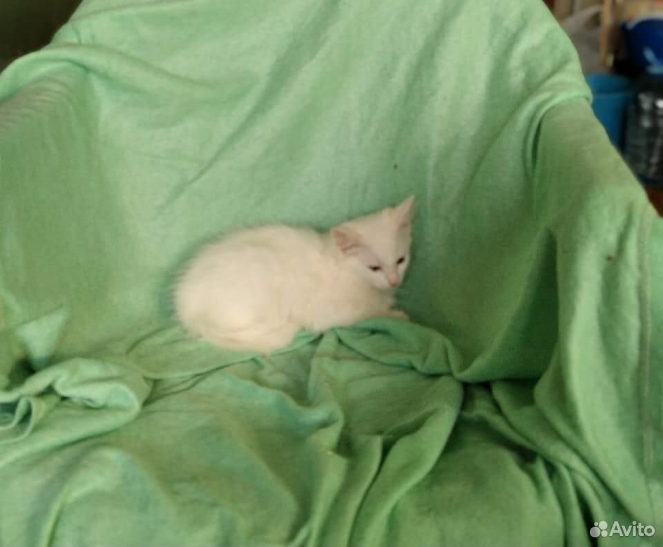 Белоснежная Джина - котенок в добрые руки купить на Зозу.ру - фотография № 4