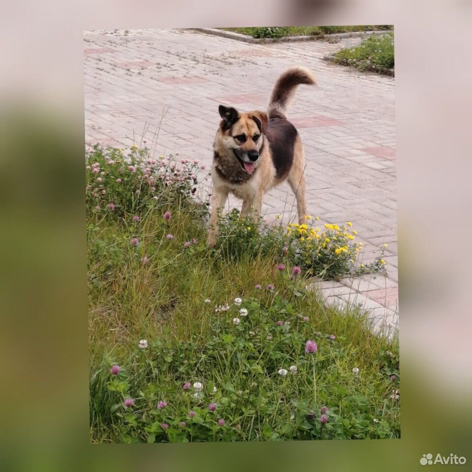 Собака-Анюта купить на Зозу.ру - фотография № 1