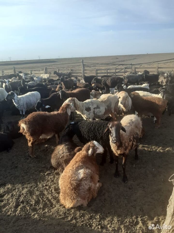 Обмен участка на баранов, овец, ягнят купить на Зозу.ру - фотография № 1