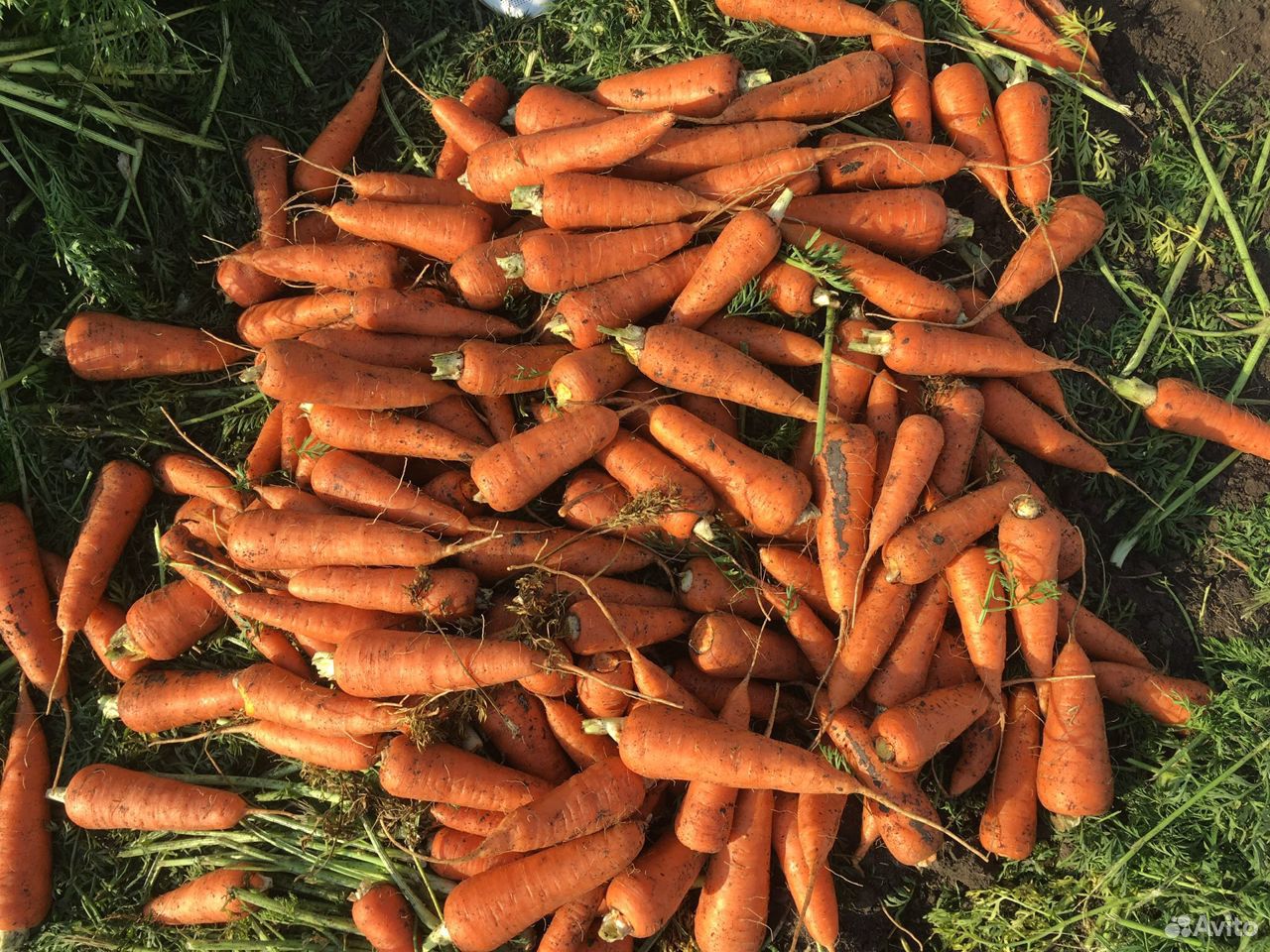 Картофель,Морковь,свекла,лук,капуста,арбуз купить на Зозу.ру - фотография № 5