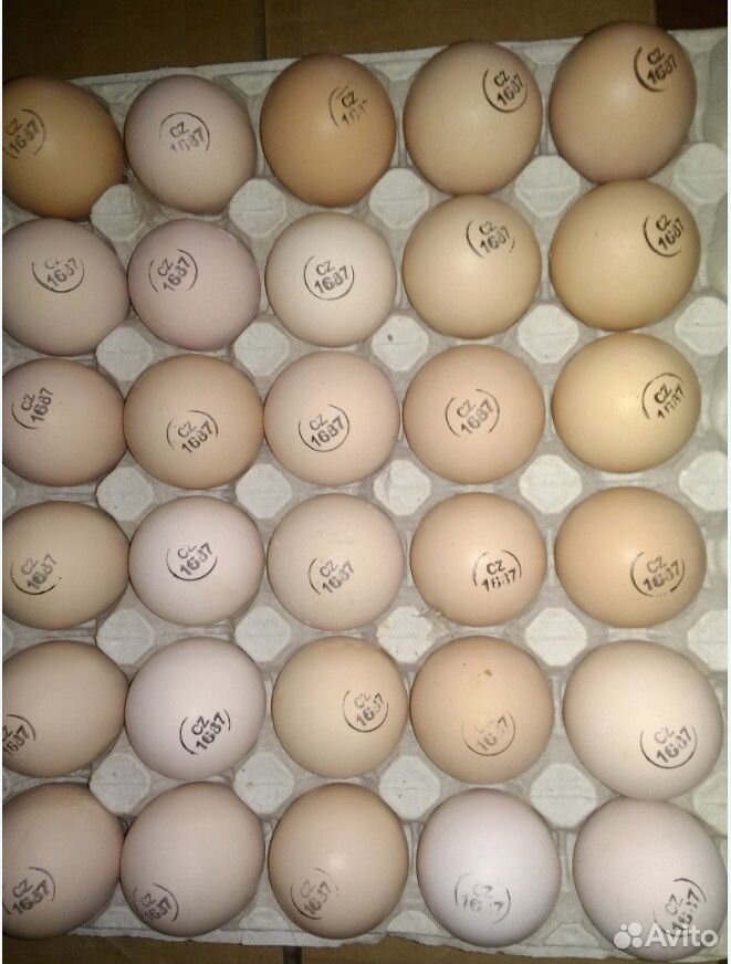 Инкубационное яйцо из Европы еженедельно купить на Зозу.ру - фотография № 9
