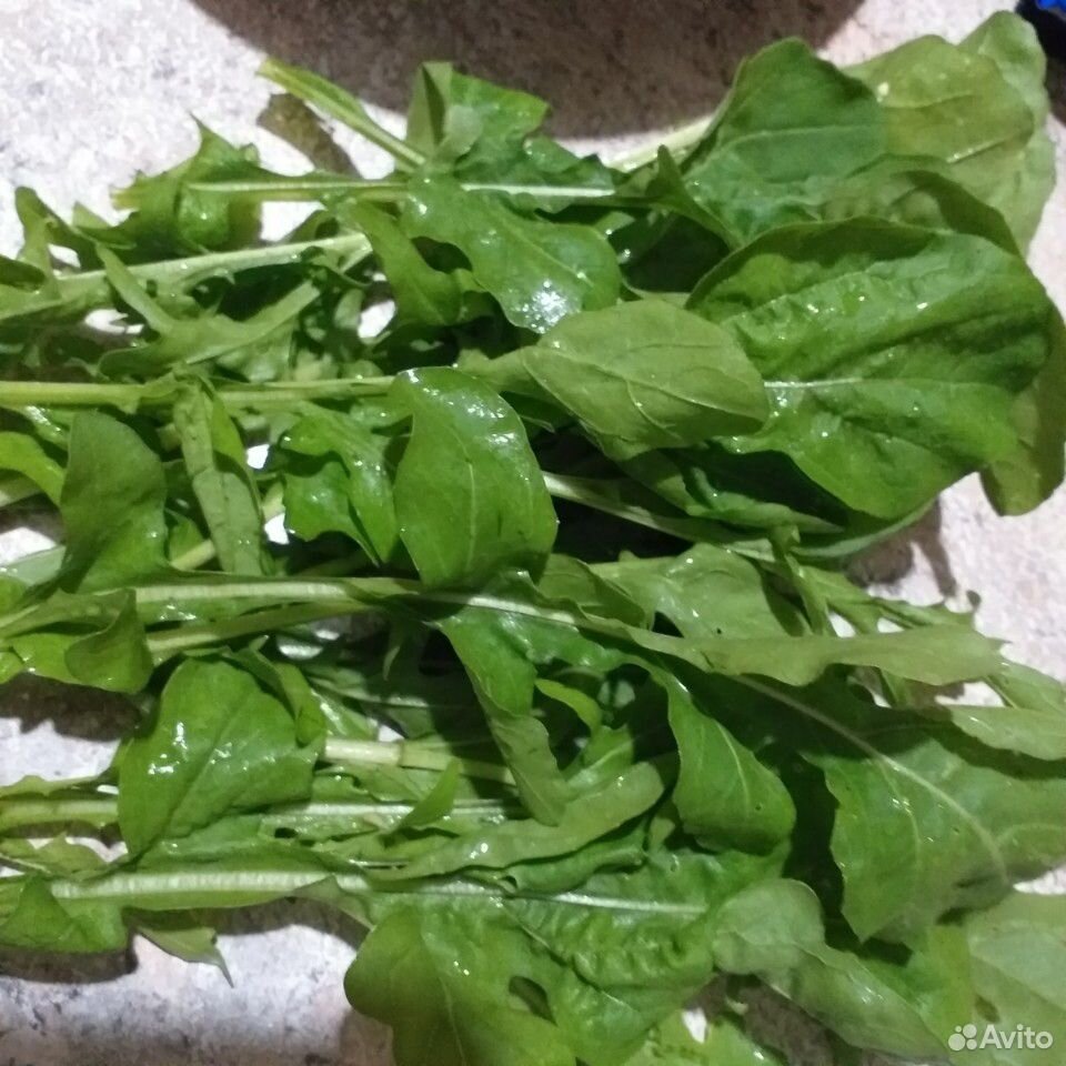 Зелень: петрушка, руккола, салат красный, щавель купить на Зозу.ру - фотография № 1