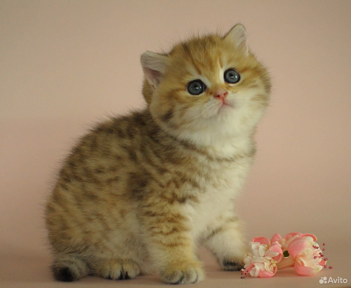 Британский котик золотистый пятнистый купить на Зозу.ру - фотография № 6