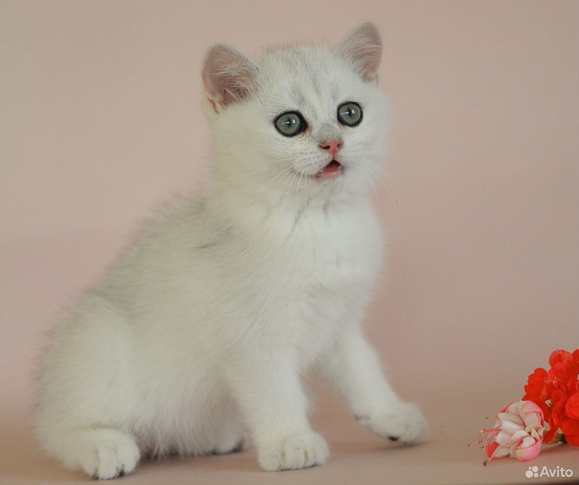 Британский котик серебристая шиншилла купить на Зозу.ру - фотография № 5