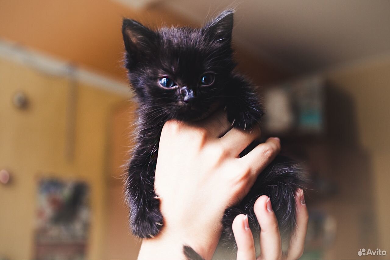 В добрые руки котенок котик купить на Зозу.ру - фотография № 1