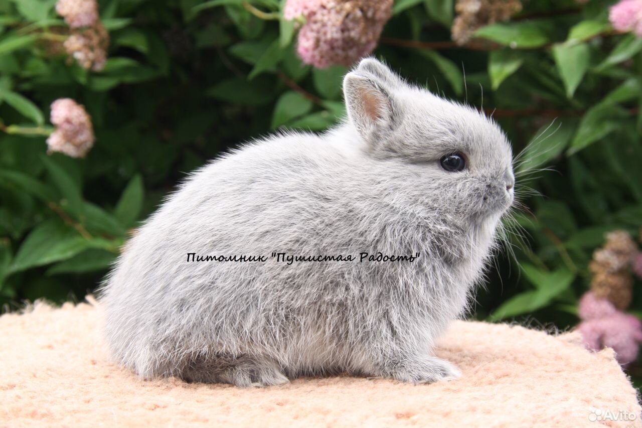 Цветные и нидерландские карликовые кролики купить на Зозу.ру - фотография № 1