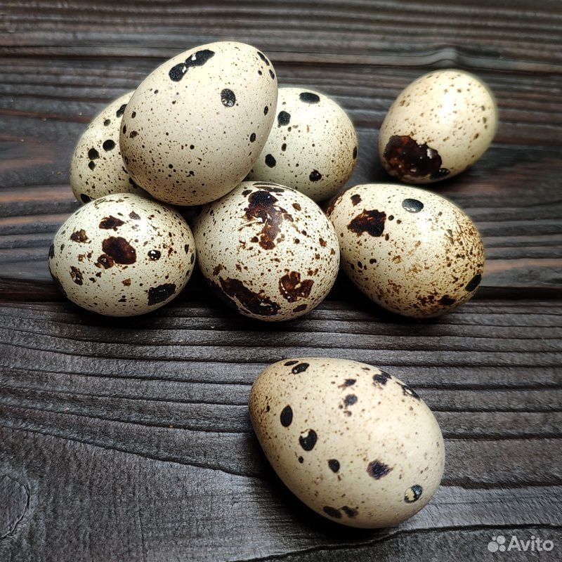 Инкубационное яйцо Белый Гигант 3 линии купить на Зозу.ру - фотография № 1