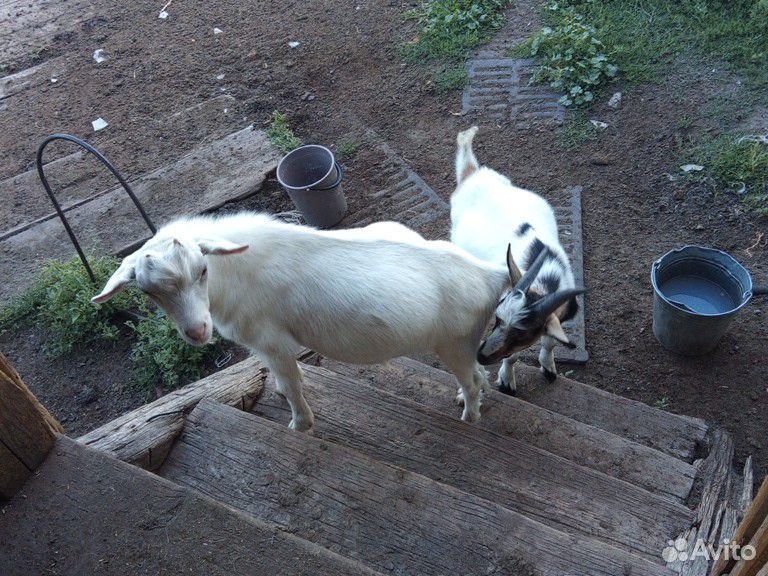 Козлы 6мес, 2мес, двойная коза купить на Зозу.ру - фотография № 6