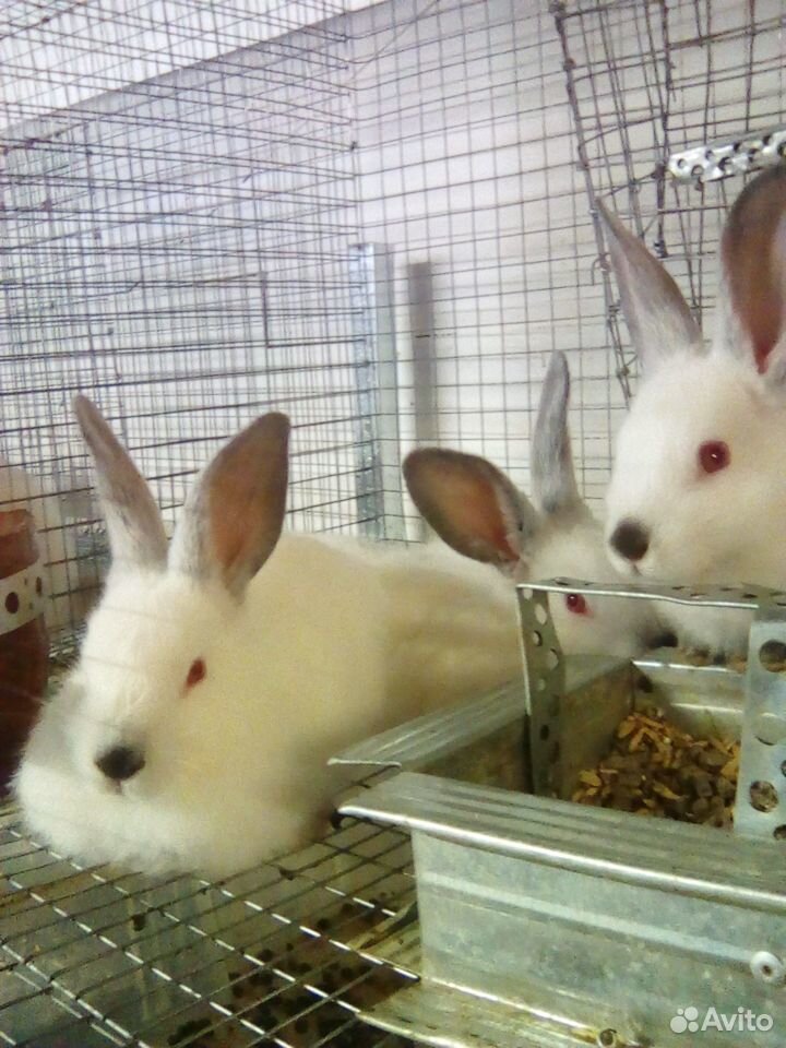 Кролики Калифорнийской породы купить на Зозу.ру - фотография № 2
