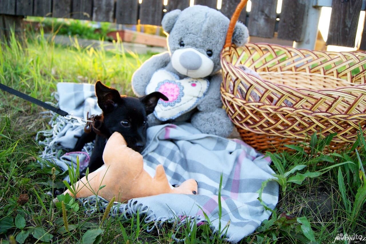 Красавчик щенок Макс купить на Зозу.ру - фотография № 6