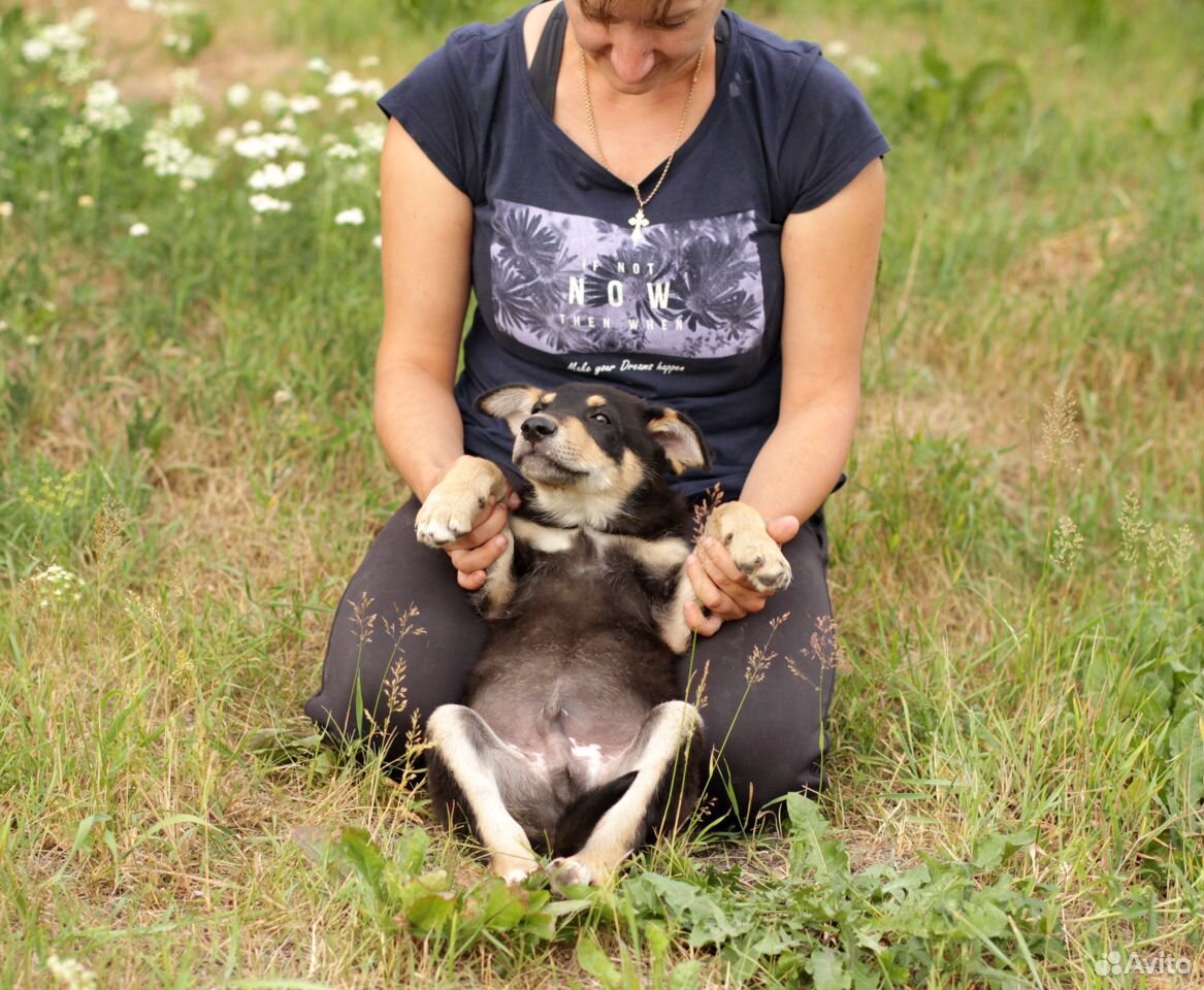 Домовитый щенок Добби в добрые руки купить на Зозу.ру - фотография № 3