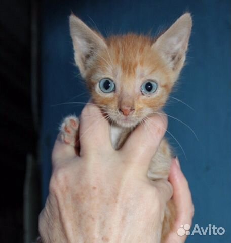Рыжий котенок в добрые руки купить на Зозу.ру - фотография № 1
