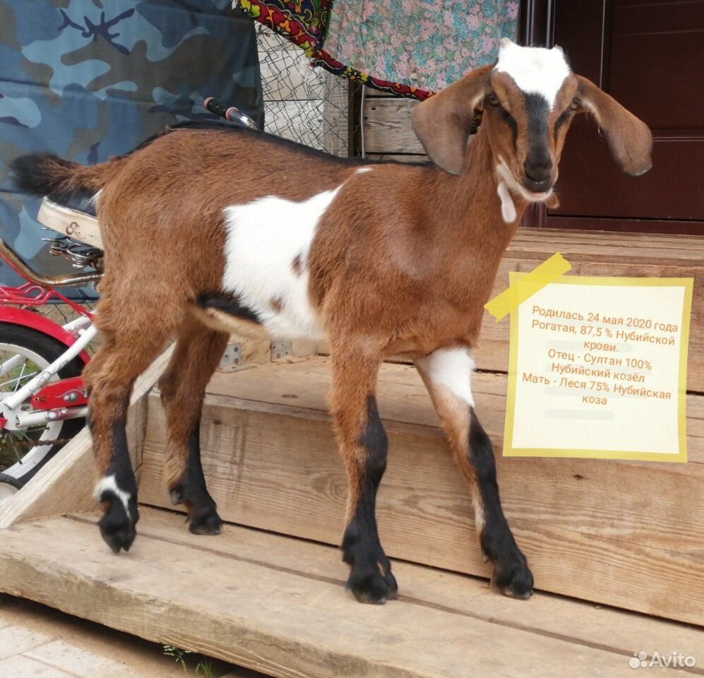 Англо нубийские козы купить
