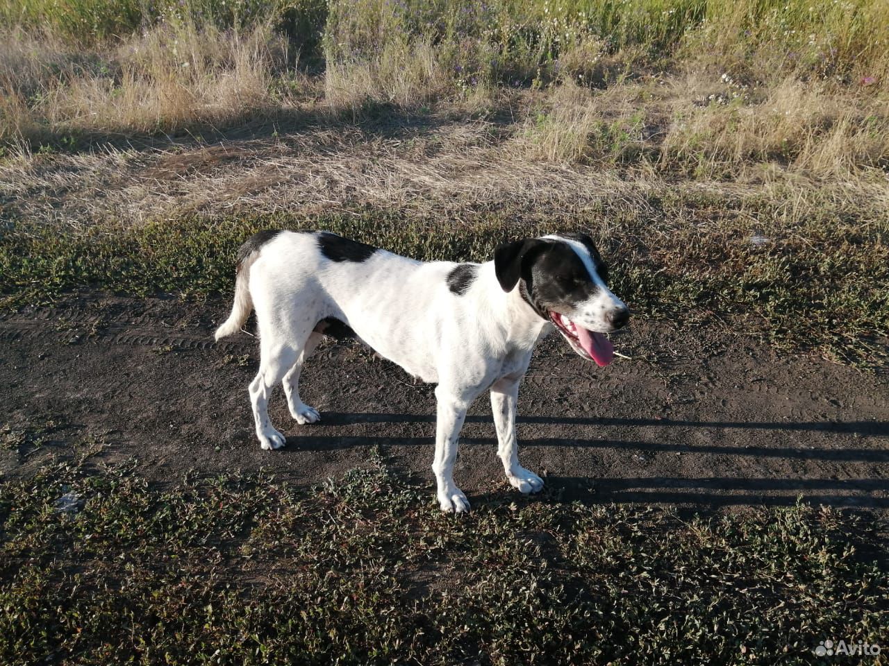 Молодая собака, примерный возраст 1.5-2 года купить на Зозу.ру - фотография № 2