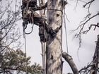Удаление деревьев Звенигород объявление продам